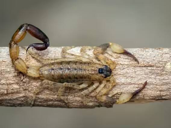 डेथस्टॉकर विंचवामध्ये (Deathstalker Scorpion) हे विष आढळतं. हे विष जगातील सर्वात महाग विष आहे.