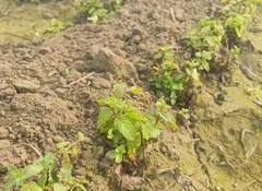 Delhi Air Pollution: प्रदूषण की मार दिल्ली देहात के किसानों का बुरा हाल, फसलें हो रहीं खराब