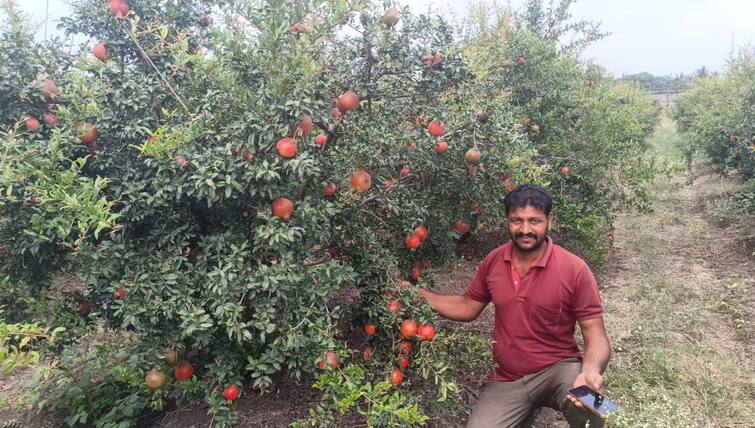 Agriculture News success story Young Farmers Successful Experiment in Pomegranate Farming in solapur madha Success Story : ऊसाच्या बालेकिल्ल्यात 'डाळिंब किंग', युवा शेतकऱ्याचा धाडसी प्रयोग; दोन एकरात लाखोंचा नफा