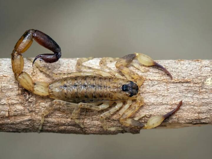 कहा जाता है कि इस जीव का जहर दुनिया का सबसे महंगा जहर होता है. आपको बता दें, दुनिया का सबसे महंगा जहर किसी सांप का नहीं, बल्कि एक बिच्छू का होता है.