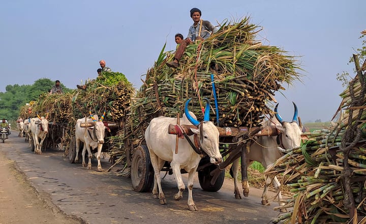 ভারতীয় বাজার থেকে রফতানি হ্রাস পেয়েছে আর অন্যদিকে ব্রাজিলে পরিকাঠামোগত সমস্যার কারণে হ্রাস পেয়েছে চিনির জোগান। এই কারণেই আন্তর্জাতিক বাজারে টানা ঊর্ধ্বমুখী হচ্ছে চিনির দাম। ইন্টারন্যাশনাল সুগার অর্গানাইজেশন-এর মতে ১৫ দিনের গড় দাম আগের মাত্রা ভেঙে দিয়েছে।