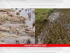 अवकाळी पावसामुळे बळीराजा चिंतेत! भात, द्राक्षांसह कापसाचं पिकं धोक्यात