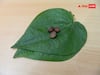 Paan Remedies: किस्मत के ताले खोल सकते हैं पान के पत्ते, कष्ट होते हैं कम, कार्य में आ रही रुकावट भी होती है दूर