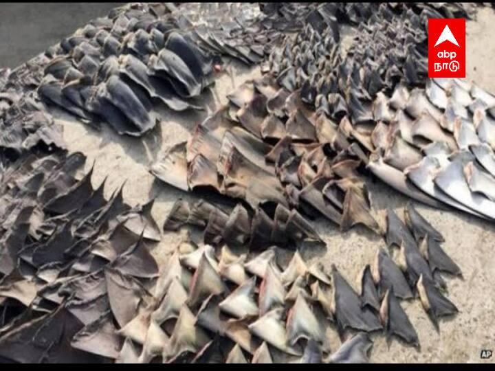 Chennai passenger tried  smuggle 24 kg of shark fins worth Rs 12 lakh to Singapore without proper documents was investigated by the Customs Department TNN 24 கிலோ சுறா மீன்கள் துடுப்புகள்..! விமான நிலையத்தில் காத்திருந்த அதிர்ச்சி..!  அடேங்கப்பா இத்தனை லட்சம் மதிப்பா ?