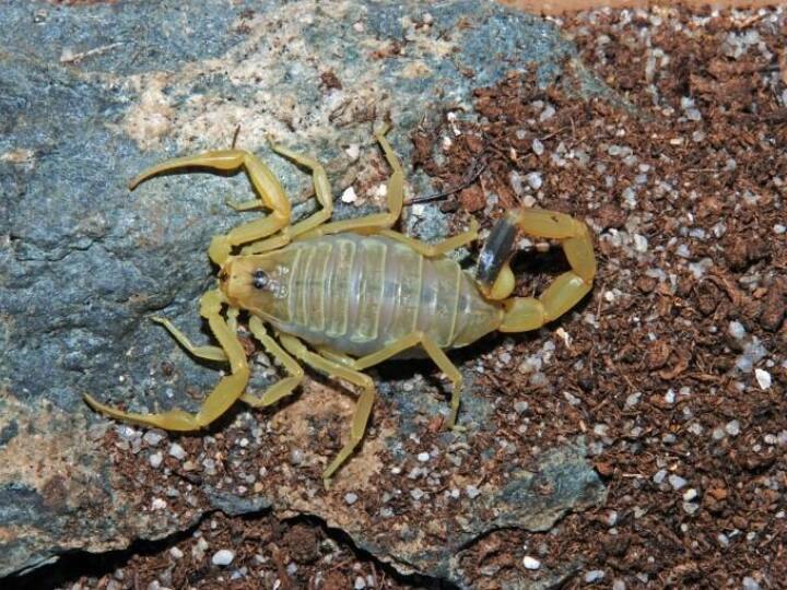 आपको बता दें, इस बिच्छू का जहर इतना खतरनाक होता है कि अगर यह आपको डंक मार दे तो आप असहनीय दर्द का शिकार हो जाएंगे. कई बार ये दर्द इतना बढ़ जाता है कि इंसान मौत के करीब भी पहुंच जाता है. यही वजह है कि इससे इंसान तो छोड़िए जंगली जीव भी दूर रहते हैं.