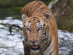 रामनगर में बाघ का आतंक जारी, एक महिला की ली जान और कई लोग हुए घायल