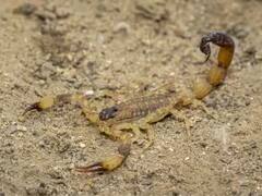 कोब्रा नव्हे तर विंचवाचं विष सर्वात महाग, किंमत वाचून धक्का बसेल