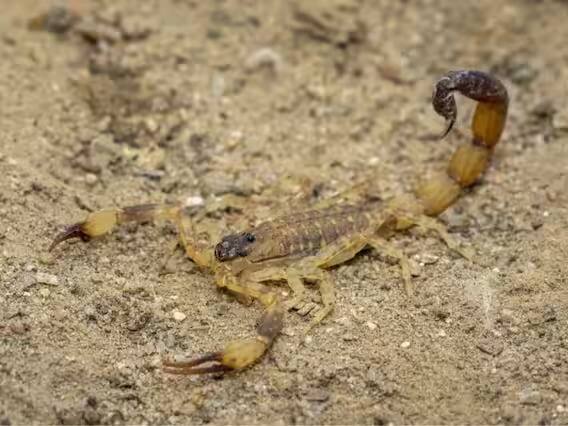 जगात सर्वात महाग विकलं जाणारं विष कोणत्याही सापाचं (Snake) नसून विंचवाचं (Scorpion) असतं. हे विष जर तुमच्या शरीरामध्ये गेलं तर यामुळे भयंकर वेदना होतात, ज्या सहन करणं अशक्य असतं.