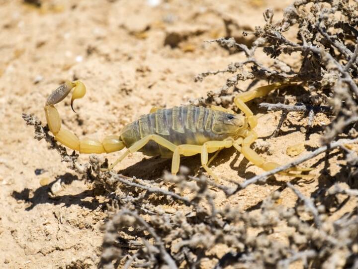 डेथस्टॉकर बिच्छू सिर्फ रेगिस्तान वाले इलाकों में ही पाया जाता है. नॉर्थ अफ्रीका से लेकर मिडिल ईस्ट तक के रेगिस्तान में डेथस्टॉकर बिच्छू आपको आसानी से मिल जाएंगे. वहीं राजस्थान के थार के रेगिस्तान में भी यह बिच्छू मिलता है.
