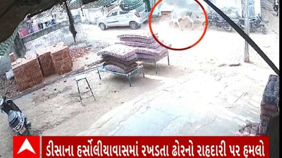 Banaskantha News : ડીસાના હર્સોલીયાવાસમાં રખડતા ઢોરનો રાહદારી પર હુમલો