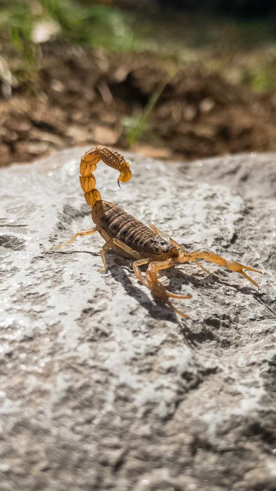 कोब्रा नव्हे तर विंचवाचं विष सर्वात महाग...
