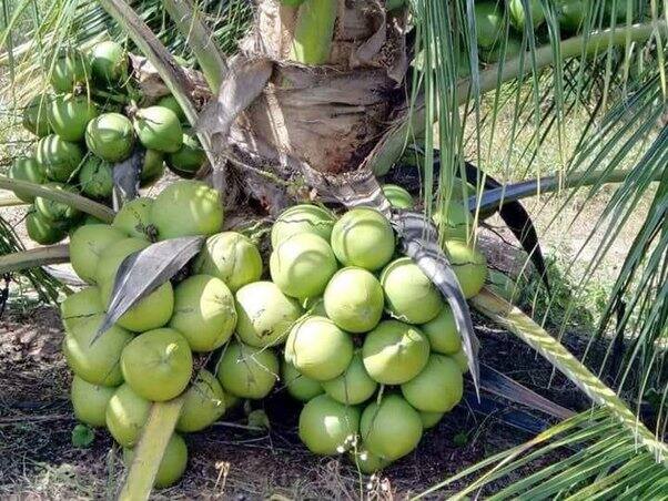 Agriculture news Fertilizer recommendations to control pods and increase yield in coconut தென்னையில் ஒல்லிக்காய்களை கட்டுப்படுத்தி அதிக மகசூல் பெற உர பரிந்துரை