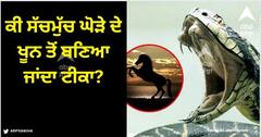 Venom Injection: ਕੀ ਸੱਚਮੁੱਚ ਸੱਪ ਦੇ ਡੰਗਣ ਤੋਂ ਬਾਅਦ ਜ਼ਹਿਰ ਕੱਢਣ ਵਾਲਾ ਟੀਕਾ ਘੋੜੇ ਦੇ ਖੂਨ ਤੋਂ ਬਣਿਆ ਜਾਂਦਾ?