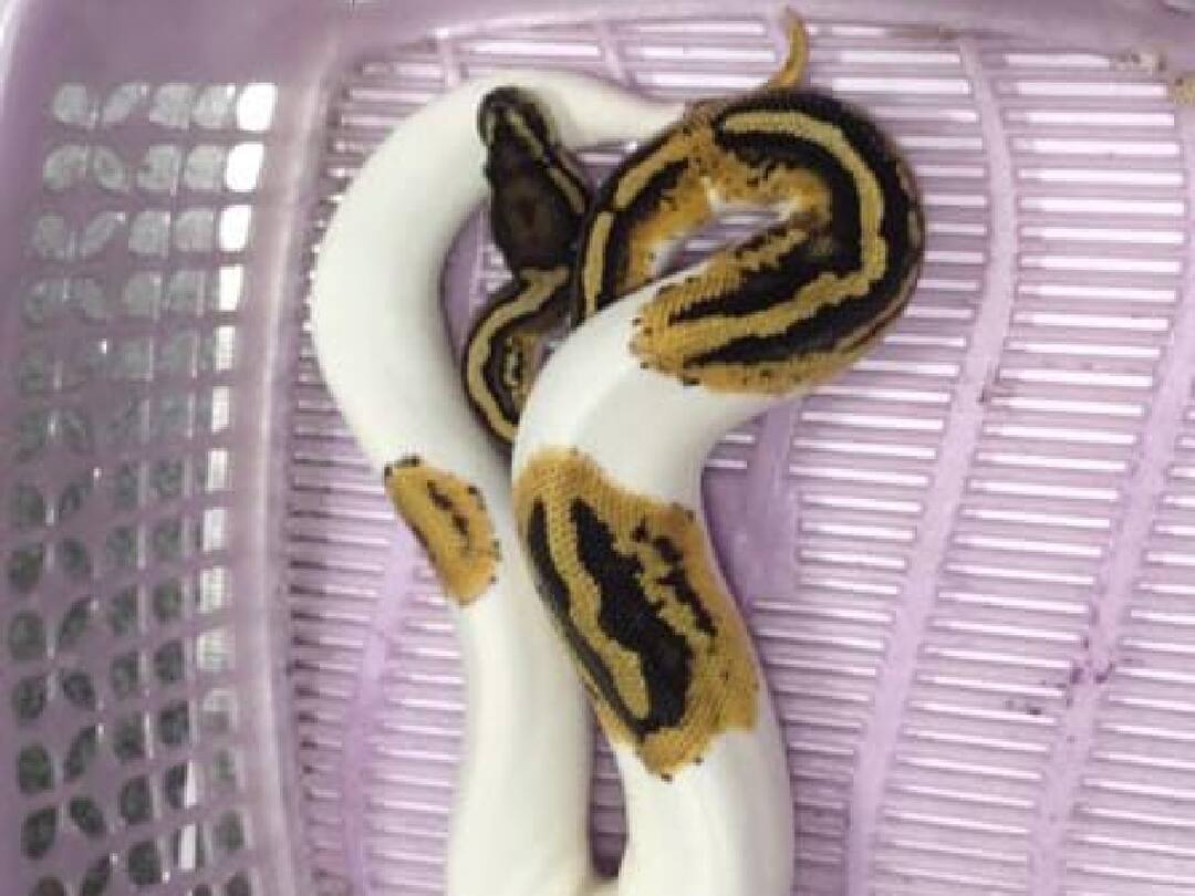 Crime : சிங்கப்பூரில் இருந்து கோவைக்கு கடத்தி வரப்பட்ட அரியவகை உயிரினங்கள் பறிமுதல்