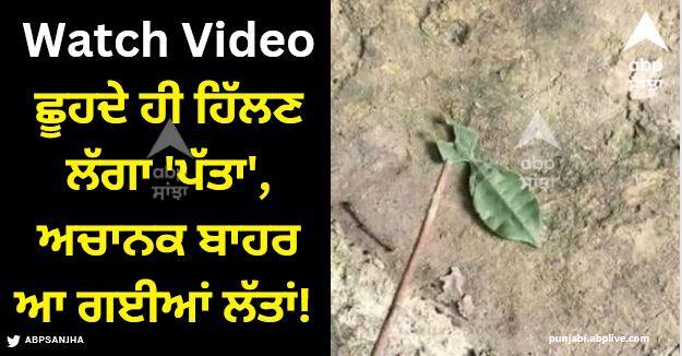 leaf like insect walking leaf walking amazing nature twitter viral video Viral Video: ਛੂਹਦੇ ਹੀ ਹਿੱਲਣ ਲੱਗਾ 'ਪੱਤਾ', ਅਚਾਨਕ ਬਾਹਰ ਆ ਗਈਆਂ ਲੱਤਾਂ! ਵੀਡੀਓ ਦੇਖਣ ਤੋਂ ਬਾਅਦ ਤੁਸੀਂ ਕਹੋਗੇ- ਅਦਭੁਤ ਕੁਦਰਤ!