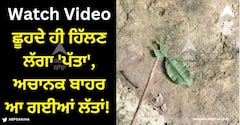 Viral Video: ਛੂਹਦੇ ਹੀ ਹਿੱਲਣ ਲੱਗਾ 'ਪੱਤਾ', ਅਚਾਨਕ ਬਾਹਰ ਆ ਗਈਆਂ ਲੱਤਾਂ! ਵੀਡੀਓ ਦੇਖਣ ਤੋਂ ਬਾਅਦ ਤੁਸੀਂ ਕਹੋਗੇ- ਅਦਭੁਤ ਕੁਦਰਤ!