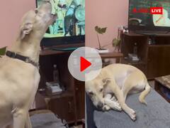 अरिजीत सिंह का गाना सुनकर कुत्ता हुआ 'इमोशनल', चीख-चीखकर लगा रोने, VIDEO देखकर यूजर बोले- भाई का दिल भी टूटा है