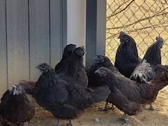 मध्य प्रदेश विधानसभा चुनाव से पहले बढ़ी झाबुआ के कड़कनाथ मुर्गे की मांग, जानें क्या है ताजा रेट?