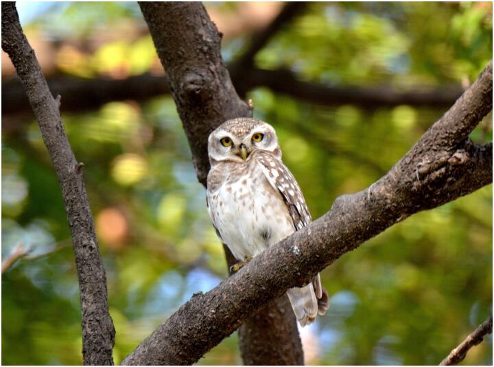 Diwali 2023 Leaves of Uttarakhand forest department employees canceled to stop owl hunting ANN Uttarakhand News: दिवाली पर उल्लू को बचाने के लिए रद्द हुई वन विभाग के कर्मचारियों की छुट्टी, जानें क्या है इसका कारण