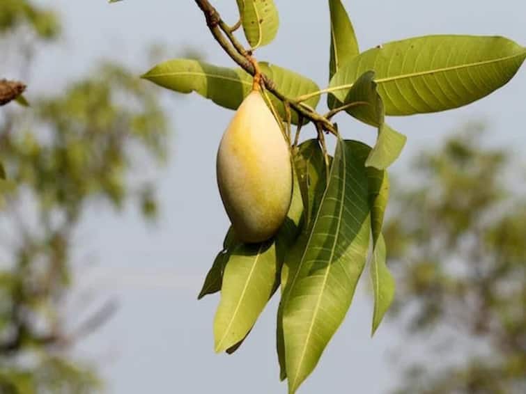 Mango Leaves: Do you know why mango leaves are washed at the doorstep?