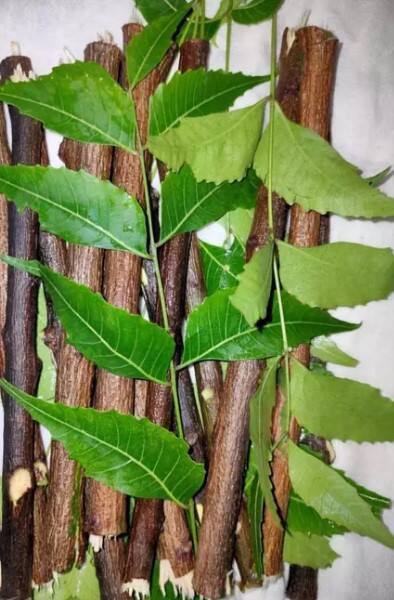 দাঁতের যাবতীয় সমস্যার সমাধান করবে নিম দাঁতন