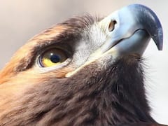 Gaza News: రాబందులు, గద్దల సాయంతో మృతదేహాల ఆచూకీ, ఇజ్రాయేల్ ఆర్మీ అవస్థలు