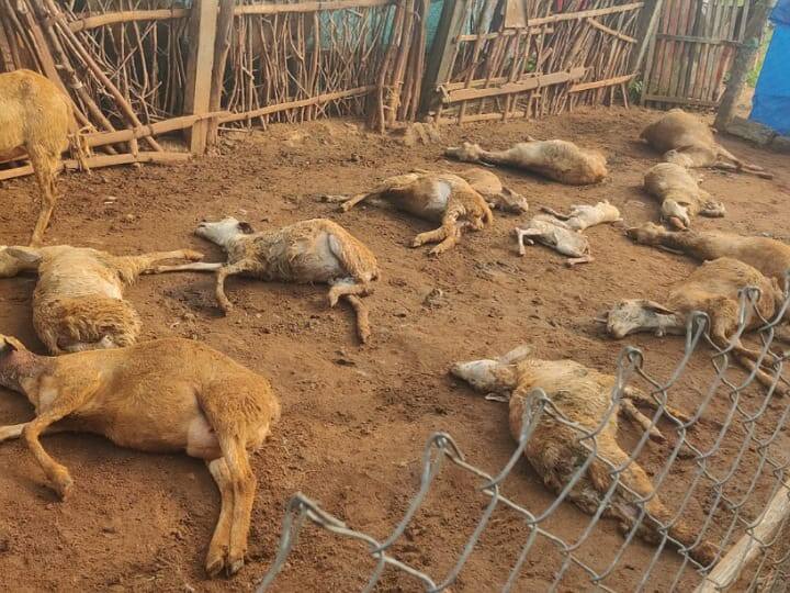 Karur District Aravakurichi incident leaves farmers sad even on Diwali TNN மர்ம விலங்குகள் தாக்கி ஆடுகள் உயிரிழப்பு; அரவக்குறிச்சியில் சோகம்