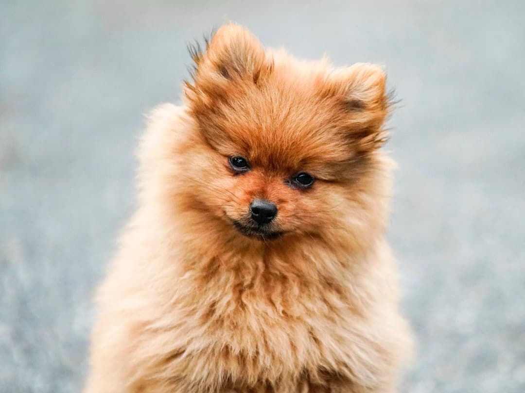 ways-to-protect-your-pet-dog-from-rising-air-pollution know in details Protect Your Pets: বায়ু দূষণের থেকে পোষ্য কুকুরকে সুরক্ষিত রাখবেন কীভাবে? দেখে নেওয়া যাক সহজ কিছু টিপস