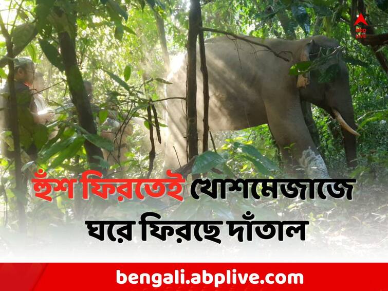 Alipurduar News:  Forest Department has rescue the injured elephants leg Alipurduar News: ঘুমপাড়ানি গুলিতেই কাবু, আহত দাঁতালের পায়ের ক্ষত সারাল বন দফতর