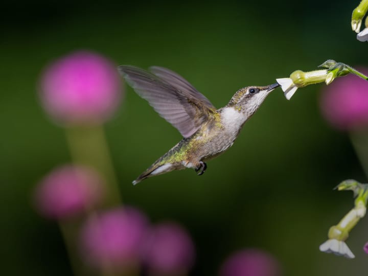 This bird can fly not only forward but also backward know this interesting story of humming bird सिर्फ आगे ही नहीं पीछे की तरफ भी उड़ सकती है यह पक्षी, इस खास प्रजाति की संख्या है बेहद कम