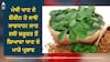 Health News: ਮੇਥੀ ਖਾਣ ਦੇ ਸ਼ੌਕੀਨ ਹੋ ਜਾਓ ਸਾਵਧਾਨ! ਜਾਣ ਲਓ ਜ਼ਰੂਰਤ ਤੋਂ ਜ਼ਿਆਦਾ ਖਾਣ ਦੇ ਮਾੜੇ ਪ੍ਰਭਾਵ
