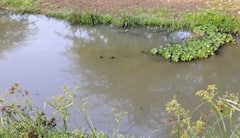 Ahmednagar Pollution : अहमदनगरची सीना नदी प्रदूषणाच्या विळख्यात, पाण्याला पेट्रोल, गॅससारखा उग्र वास, नागरिक रस्त्यावर 