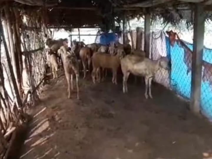 மர்ம விலங்குகள் தாக்கி ஆடுகள் உயிரிழப்பு; அரவக்குறிச்சியில் சோகம்