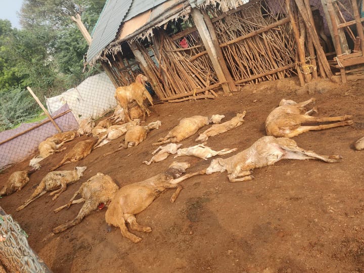 மர்ம விலங்குகள் தாக்கி ஆடுகள் உயிரிழப்பு; அரவக்குறிச்சியில் சோகம்