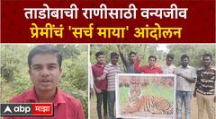 Chandrapur Search Maya : ताडोबाची राणी माया वाघिणीसाठी वन्यजीव प्रेमींचं सर्च माया आंदोलन