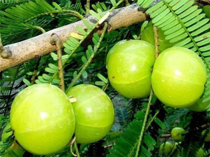 প্রচুর পরিমাণে ফাইবার থাকে আমলকির মধ্যে। এই ফাইবার আমাদের হজমশক্তি ভাল রাখে। খাবার সহজে হজম হলে প্রদাহজনিত সমস্যা অর্থাৎ অ্যাসিডিটির অসুবিধা দেখা যায় না। এছাড়াও দূর হয় কোষ্ঠকাঠিন্যের সমস্যা।