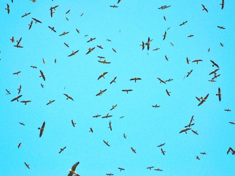 1.41 Lakh Amur Falcons Roost At Manipur Village, First-Ever Survey Reveals 1.41 Lakh Amur Falcons Roost At Manipur Village, First-Ever Survey Reveals