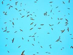 1.41 Lakh Amur Falcons Roost At Manipur Village, First-Ever Survey Reveals