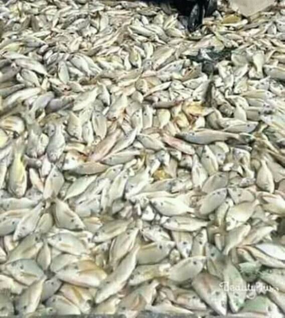 पाकिस्तानी मछुआरे के हाथ लगी करोड़पति बनाने वाली मछली!