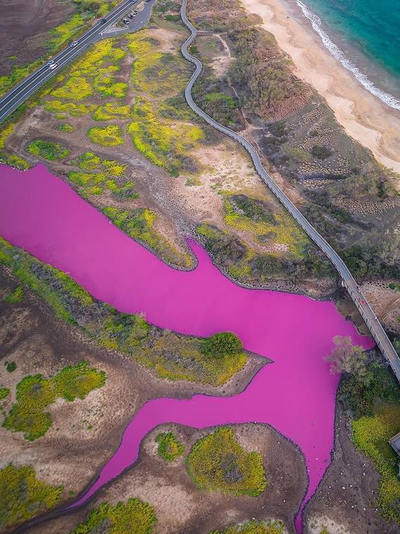इस जगह पर अचानक पानी का कलर हुआ मेजेंटा, क्या है वजह