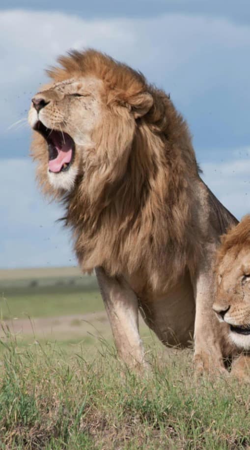 સિંહની ગર્જના કેટલી દૂર સંભળાય છે?