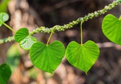 Winter Health Tips: દરરોજ માત્ર 2 ચમચી પીવો આ જ્યુસ, શિયાળામાં શરદી-ઉધરસ આસપાસ પણ નહીં ફરકે