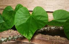 Winter Health Tips: દરરોજ માત્ર 2 ચમચી પીવો આ જ્યુસ, શિયાળામાં શરદી-ઉધરસ આસપાસ પણ નહીં ફરકે