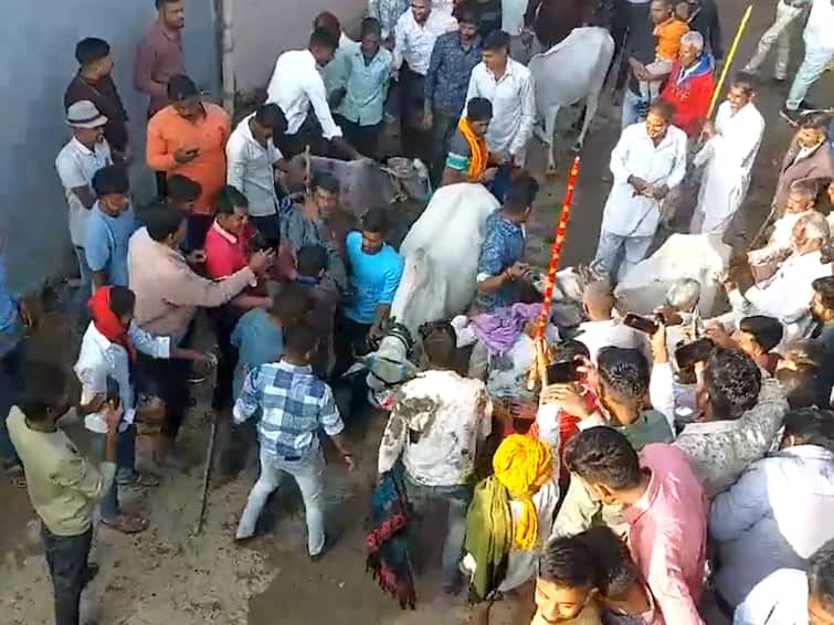 Diwali 2023 Cows Run Over Villagers As Part Of Diwali Ritual In MP's Ujjain Watch Watch: Cows Run Over Villagers As Part Of Diwali Ritual In MP's Ujjain