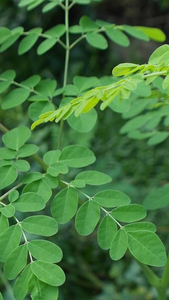 সজনে পাতায় এই উপকারিতাগুলি না জানলেই নয়