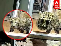 Cheeta Escape Viral Video : 7 பேரை தாக்கிய சிறுத்தை ESCAPE ஆகும் காட்சி!
