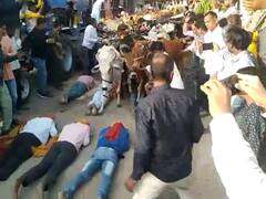 आस्था पर अंधविश्वास भारी? MP के इस जिले में लोगों को रौंदते हुए गुजरती हैं सैंकड़ों गायें