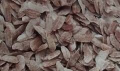 Poha Upma Recipe : சத்தான ப்ரேக்ஃபாஸ்ட் ரெசிபி..தக்காளி அவல் உப்மாவை டக்குனு செய்யுங்க!