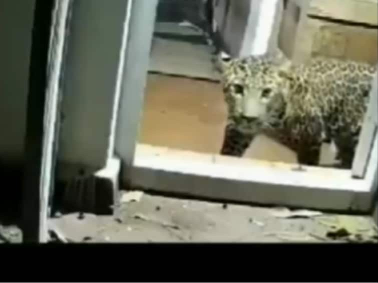 Leopard In Coonoor Tamil Nadu Home: Big Cat's 12-Hour Stay Ends, CCTV Captures Quiet Exit Leopard In Tamil Nadu Home: Big Cat's 12-Hour Stay Ends, CCTV Captures Quiet Exit