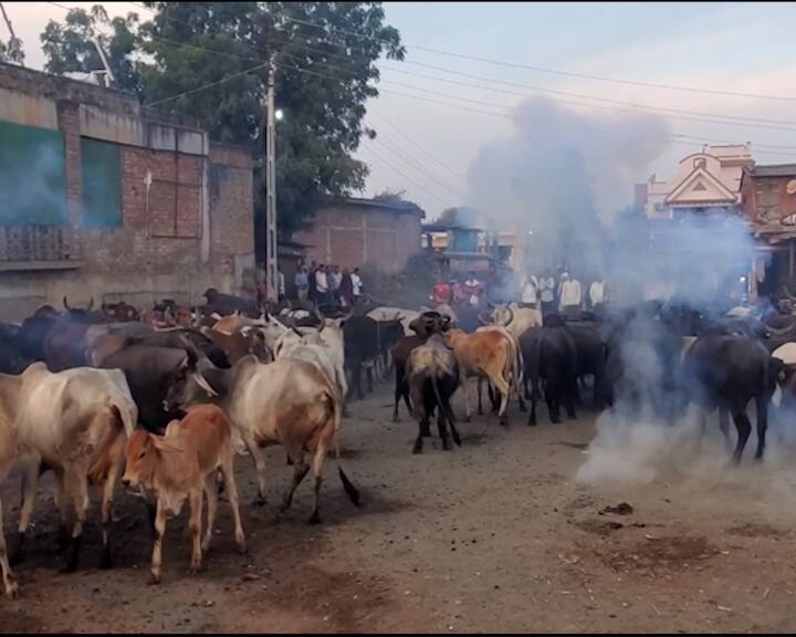 Aravalli's Rampur village celebrates New Year in a unique way, bursting crackers and rousing animals to celebrate the New Year અરવલ્લીનાં રામપુર ગામે નવા વર્ષની અનોખી રીતે ઉજવણી, ફટાકડા ફોડી પશુઓ ભડકાવી ઉજવે છે નવું વર્ષ